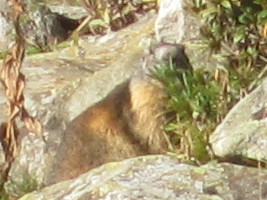 Marmotte